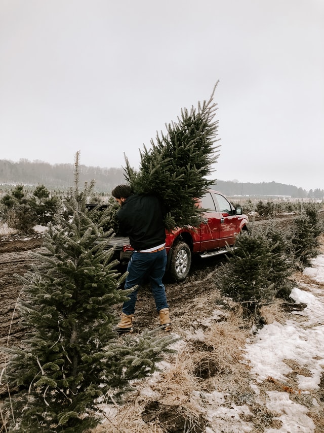 Christmas tree farm